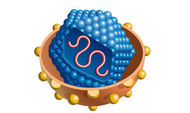 Léčba virové hepatitidy C genotypu 4