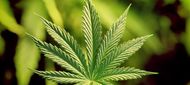 Játrům žloutenkářů marihuana nesvědčí