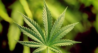Játrům žloutenkářů marihuana nesvědčí