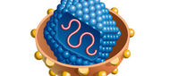 Léčba virové hepatitidy C genotypu 4