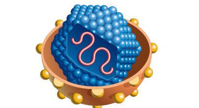 4 stadia chronické virové hepatitidy typu C